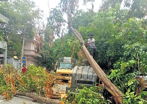 Forest officials clear a fallen tree branch after heavy rain at Chandra Layout, Stage-2 in Vijayanagar on Friday