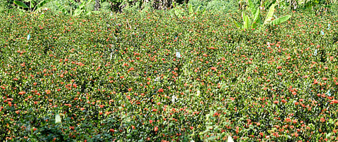 The red jasmine, which is known for its vibrant colour, is used in garlands.