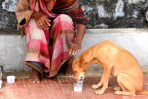 As animals face increasing abuse and neglect, activists demand that empathy and ethical responsibility extend beyond humans.