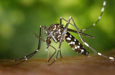 Malaria weakens the body significantly