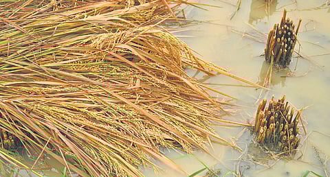 Agriculture and horticulture in Ambedkar Konaseema district are facing severe decline due to water mismanagement, uncontrolled aquaculture, and environmental negligence.