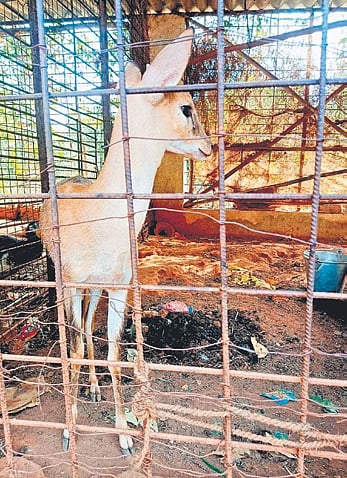 The rescued antelope.