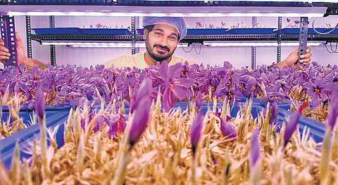 Inspired by sustainable growing methods and driven by rising demand for high-quality saffron in the country, Seshadri decided to try what few had dared: Cultivating saffron using aeroponics