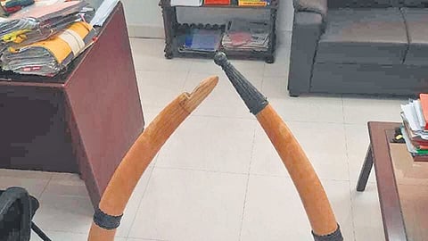 The ivory weighing 25 kg was seized from the accused