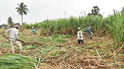 Farmers harvesting the sugarcane at a farm in Errapatti village, Dharmapuri.