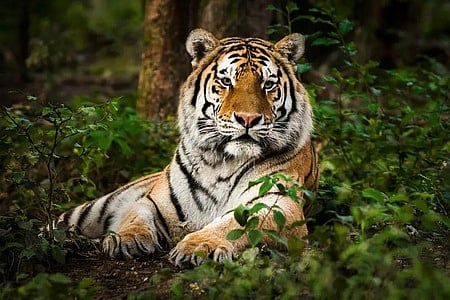 The National Tiger Conservation Authority (NTCA) had in June last year, asked the then chief wildlife warden to look into relocation of villages from the core/critical tiger habitat areas