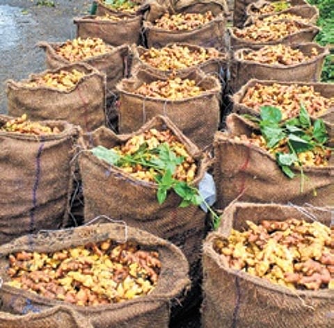 Lease holders cultivate at least 40 bags of ginger weighing 60 kg each in one acre.