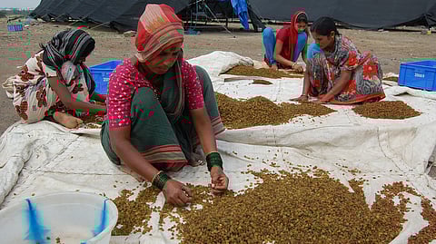 Prices of raisins have surged between Rs 180 and Rs 380 per kg.