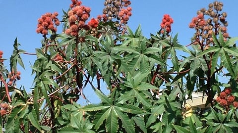 Castor plant