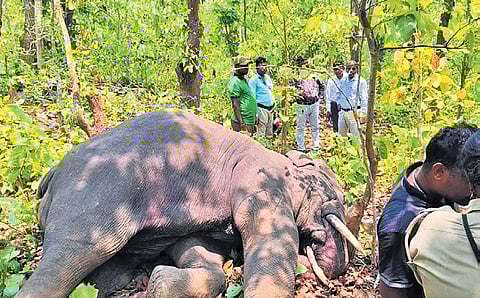 Carcass of the tusker in Satkosia wildlife sanctuary