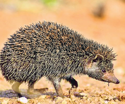 Madras hedgehog is one of the protected species under the Wild Life Act, 1972