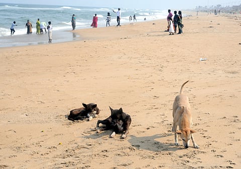 Euthanasia only for sick dogs, not for strays, clarify activists