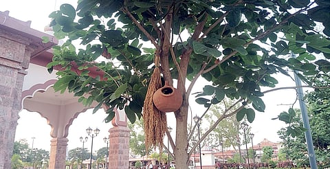 An earthen bird nest put up on a tree on the premises of Samaleswari temple