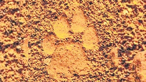 Tiger pug marks were spotted in cotton fields near Kotturu village.