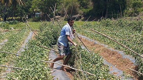 Farmers from Belrampatti in Palacode said that the summer showers have destroyed many acres of tomato and mango crops.