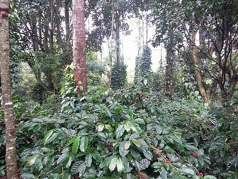 Coffee plantations in Vathalmalai in Dharmapuri district.