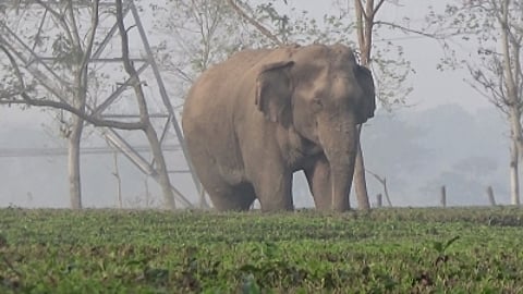 About 120 to 140 wild elephants use the Valparai plateau, spread over 220 km, of which 21,253 hectares are cultivated.