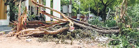 A tree was brought down by heavy rain and strong wind on Sunday night on the old Collectorate premises in Tiruchy