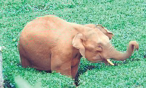 The animal has been moving inside the tea plantation near Ooty town