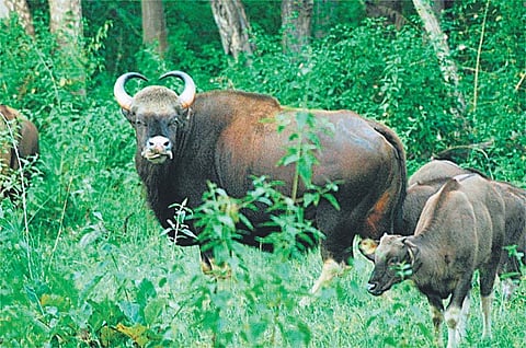 Weekend workshops in Bandipur shift focus from tiger chase to forest awareness