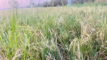 Crops lost due to heavy rains at Siddipet on Sunday night.
