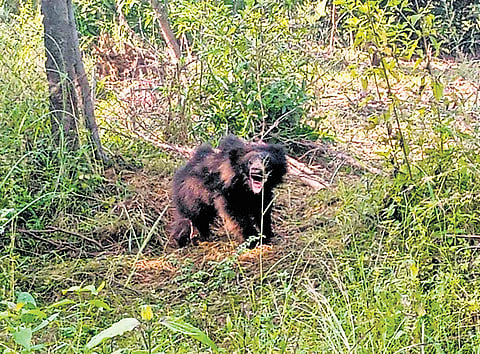 The cub got trapped in a fence of an estate in Ambasamudram forest range
