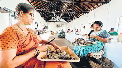 Workers at a Dinesh Beedi unit in Thavakkara.