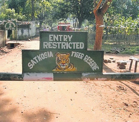 After failure of the state’s first tiger translocation project in Satkosia in 2018-19, the state wildlife wing approached NTCA again and submitted a proposal for resumption of the project in 2023-24.