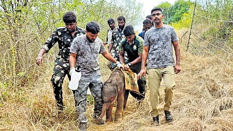 The personnel of the Coimbatore forest division with the baby elephant.