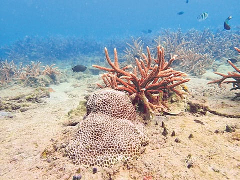 Corals have bounced back well after stress events.