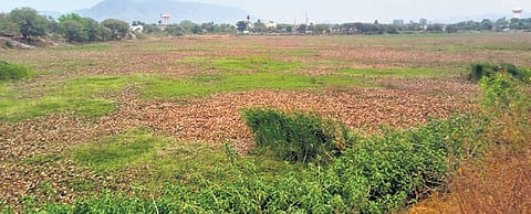 Deserted Asha Sagar pond