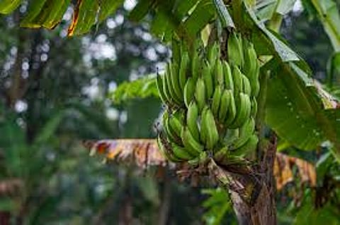 Embrace this tropical treasure