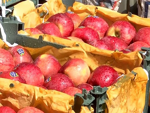 Apple boxes. Image used for representational purpose only.