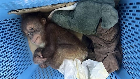 This handout photo taken on May 14, 2025, and released by the Central Investigation Bureau of the Royal Thai Police shows a rescued orangutan baby in a plastic basket in Bangkok.