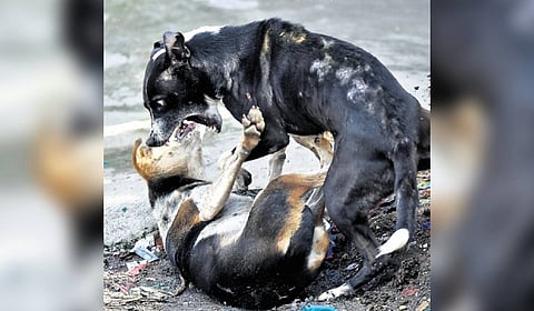 The civic body will also provide free rabies vaccinations for pet dogs at its pet clinics.