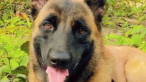 Rolo was killed in action on April 27.