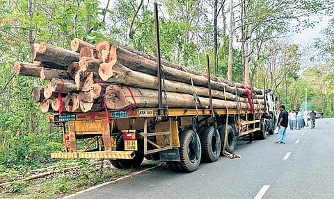 Dharua timber logs ready for dispatch to Puri