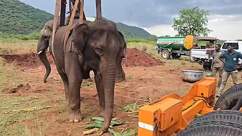 The ailing mother elephant was fixed in a sling using a crane and provided medicine-laced fruits.