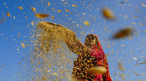 Woman separating husk from wheat grains.