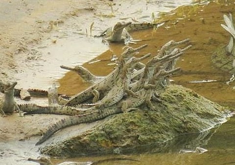 Gharial hatchlings in Mahanadi river within Satkosia gorge sanctuary.