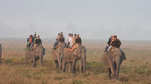 Aggressive marketing campaigns, government-led initiatives, successful conservation efforts, and the park’s unique wildlife continue to drive visitor interest.