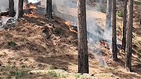 Forest Fire. (Representational image)