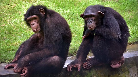 Ecologically irrelevant research can help us understand the limits of animal intelligence and develop bio-inspired technology.