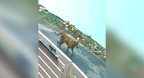 The suspected rabid dog.