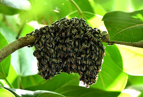 A couple of incidents of bee attacks have come to the fore in UP
