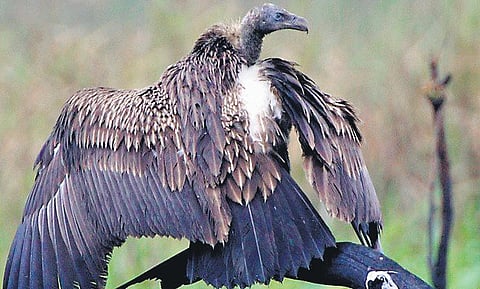 The survey recorded 397 bird species with a total count of 5,52,349 birds, including 1,13,606 migratory birds from 136 species.