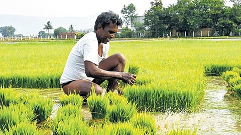 A total of 13,34,028 farmers have registered as on date against 13,79,066 during corresponding period last year.