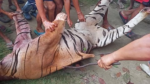 In a viral video, a large number of people were seen in a jungle area, many of them armed with sticks.