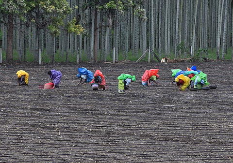 Farmers covering themselves from rain while working on their Agricultural fields at Madhampatti - Thondamuthur road in the outskirts of Coimbatore on Sunday.