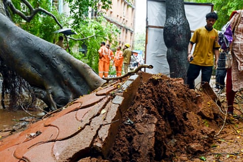 People walk past an uprooted tree after strong winds and rainfall, in Thiruvananthapuram, Saturday, May 24, 2025.